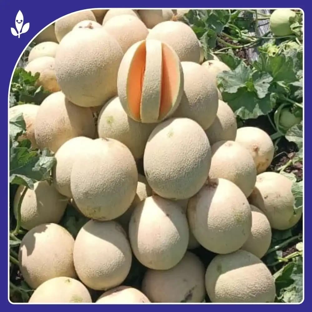 Sagar 403 Muskmelon Seeds, Sweet And Aromatic With Disease Resistance (50 Gm x 10 Qty) - Image 2