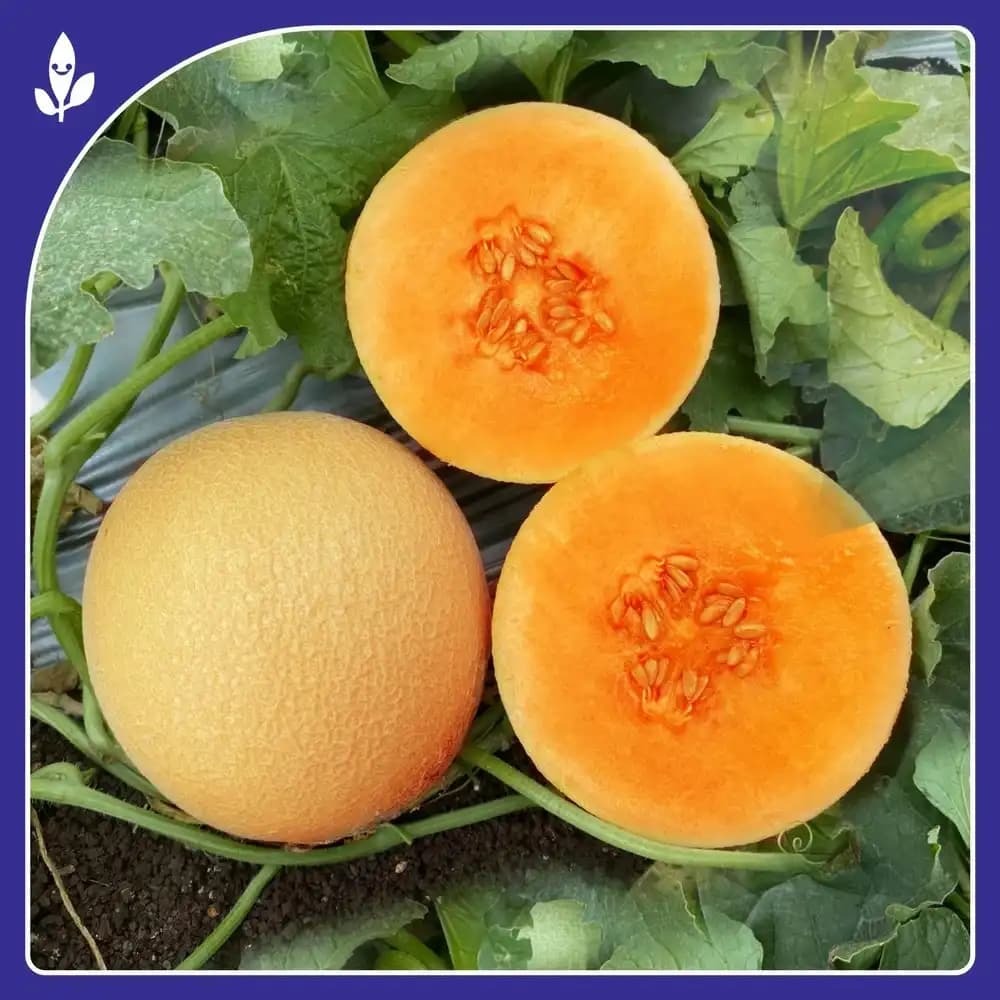 Sagar 403 Muskmelon Seeds, Sweet And Aromatic With Disease Resistance (50 Gm x 10 Qty)