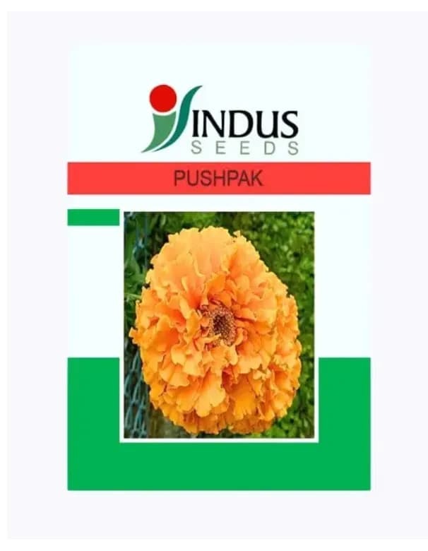 Indus Pushpak F1 Hybrid Marigold Seeds (10000 seeds x10 Pack)