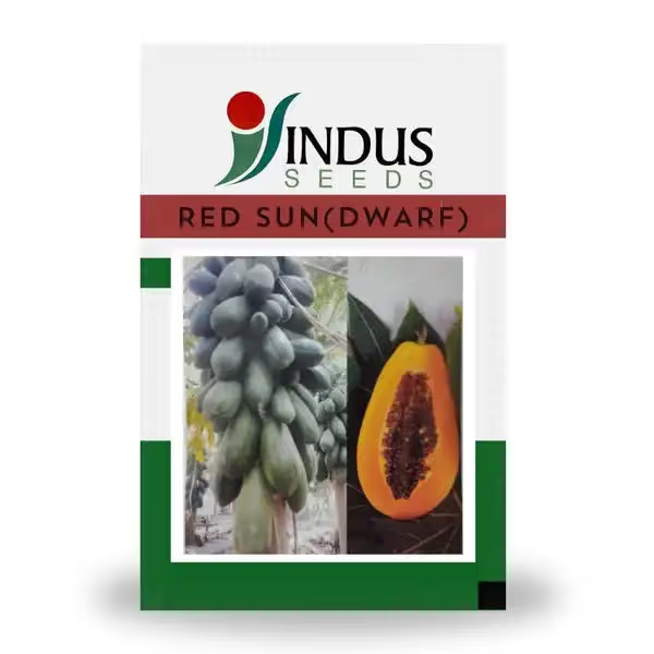 Indus RED SUN (DWARF) F1 Hybrid Papaya Seeds, Uniform Fruits ( 50 Packets x 10 Qty)