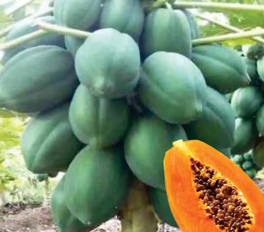 Indus RED SUN (DWARF) F1 Hybrid Papaya Seeds, Uniform Fruits ( 50 Packets x 10 Qty) - Image 2