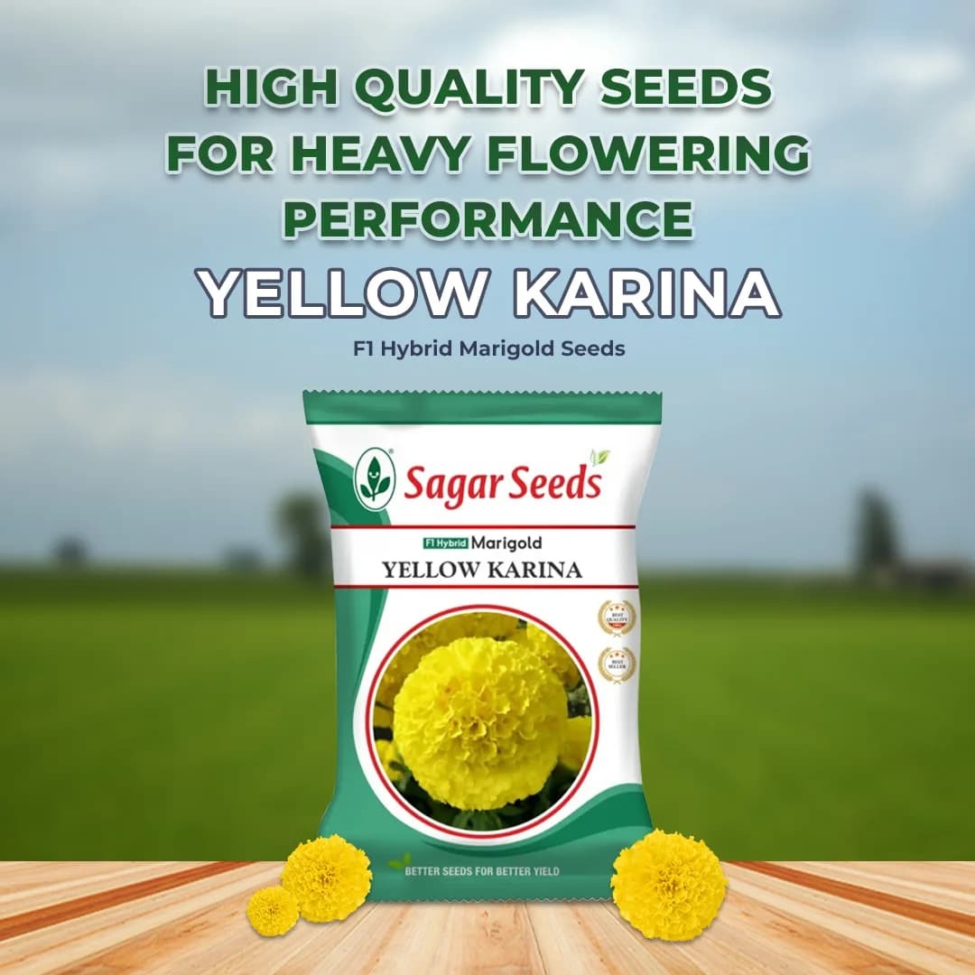 Sagar Yellow Karina F1 Hybrid Marigold Seeds, Deep Yellow (1000 Seeds x 10 Qty) - Image 2