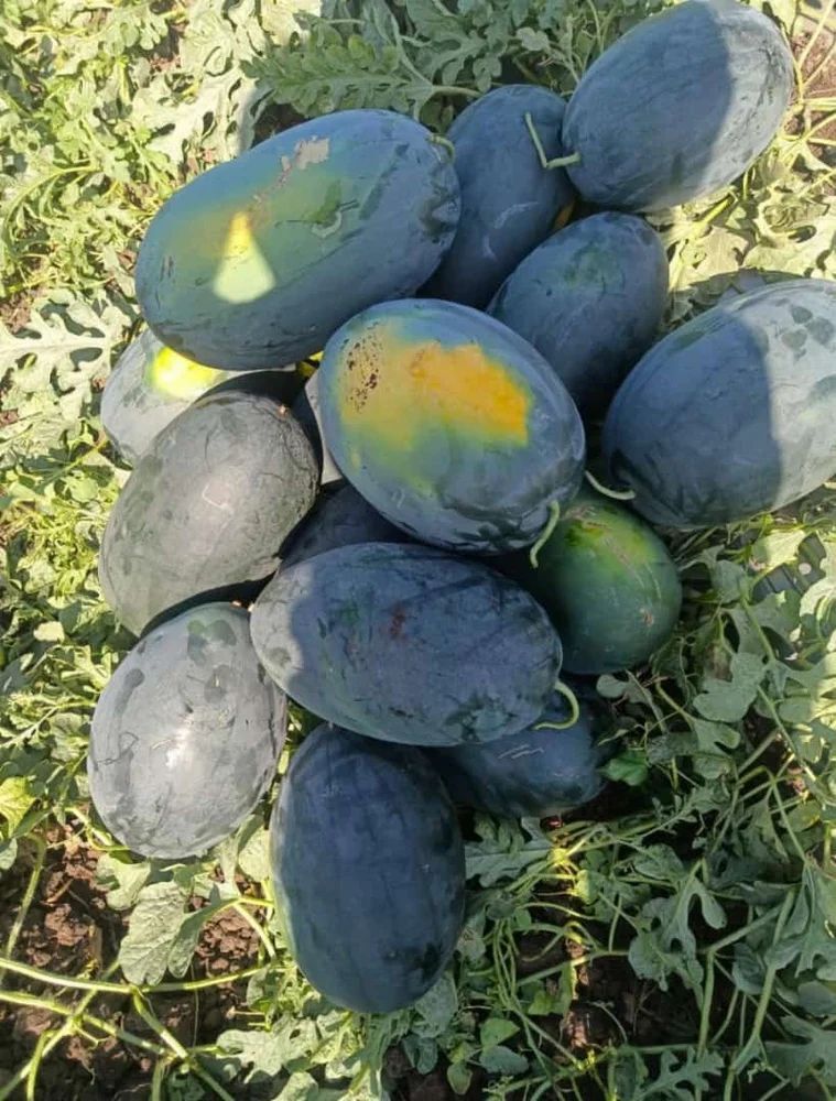 Sagar Marvel Watermelon Seeds - Tarbuj Seeds ( 25 Gm x 1 Qty) - Image 2